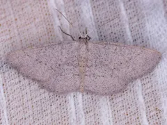 Blueberry Gray thumbnail 2