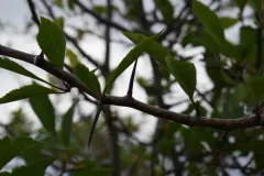 River hawthorn thumbnail 2