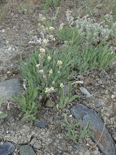 Yukon Draba