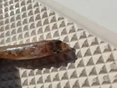 Pygmy Whitefish thumbnail 4