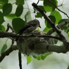Western Wood-Pewee thumbnail 1