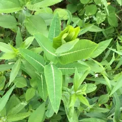 hemp dogbane thumbnail 2
