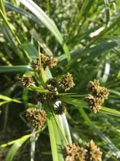 Pale Bulrush thumbnail 1
