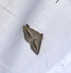 Yellow-lined Angle thumbnail 3