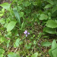 alpine marsh violet thumbnail 2