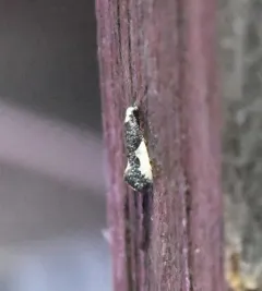 White-blotched Clothes Moth thumbnail 3