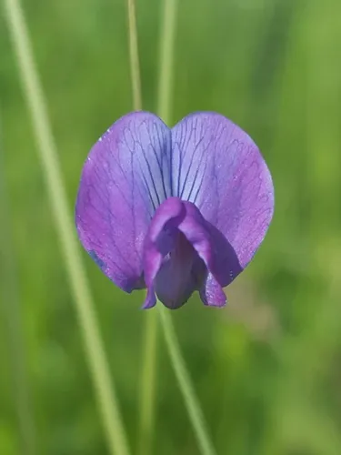 Angled Pea