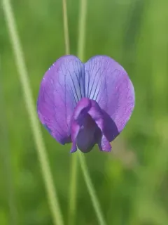 Angled Pea thumbnail 1
