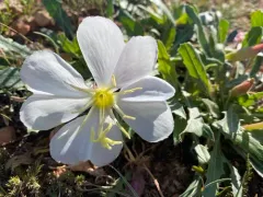 White-stem Evening Primrose thumbnail 4