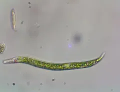 Euglena mutabilis thumbnail 1