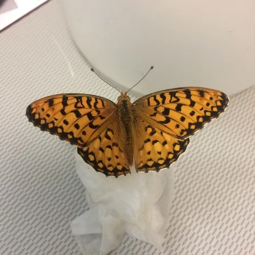 Edwards's Fritillary