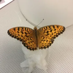 Edwards's Fritillary thumbnail 1