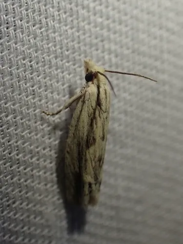 Olivaceous Eucosma Moth