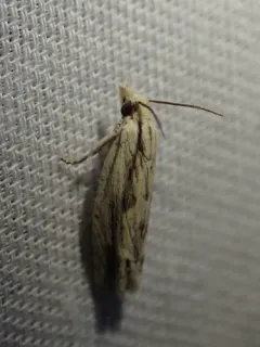 Olivaceous Eucosma Moth thumbnail 1