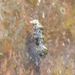 Clemens' Bark Moth thumbnail 2