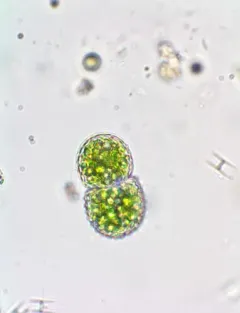 Cosmarium amoenum thumbnail 2