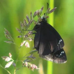 Common Sootywing thumbnail 2