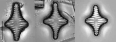 Staurosira leptostauron thumbnail 4