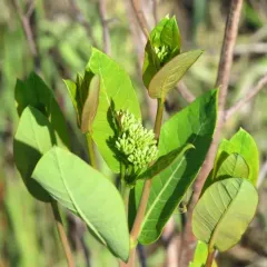 hemp dogbane thumbnail 3