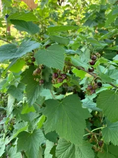 Blackcurrant thumbnail 4
