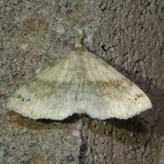 Six-spotted Gray thumbnail 2