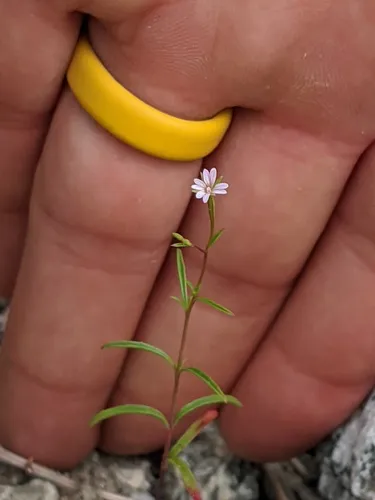 California Willowherb