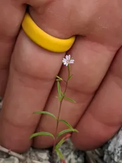 California Willowherb thumbnail 1