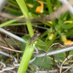 Squash Bug thumbnail 2