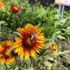 Yellow-shouldered Drone Fly thumbnail 4