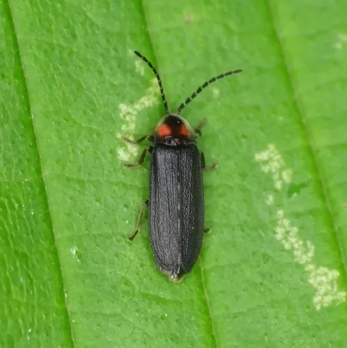 Dotted firefly