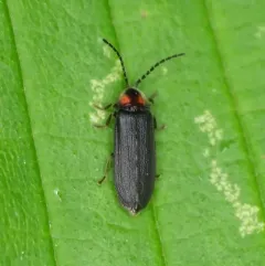 Dotted firefly thumbnail 1