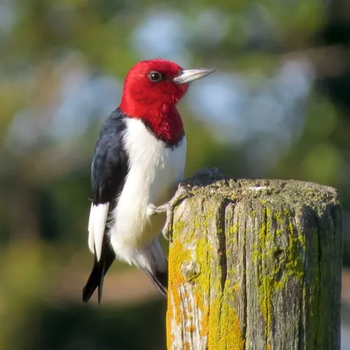 Red-headed Woodpecker