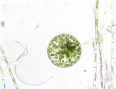 Eremosphaera viridis thumbnail 2