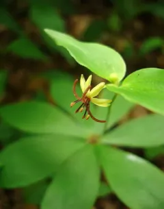 Cucumber Root thumbnail 1