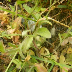 Wood Whitlow-grass thumbnail 1