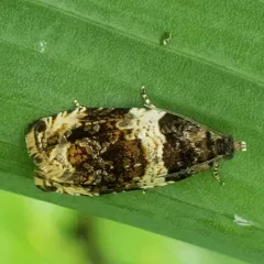 Banded Olethreutes Moth thumbnail 3