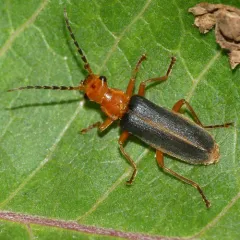 Tomentous Soldier Beetle thumbnail 2