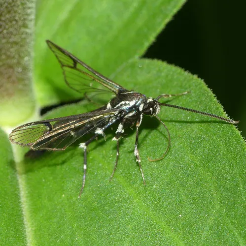 Lesser Peachtree Borer Moth