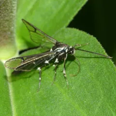 Lesser Peachtree Borer Moth thumbnail 1