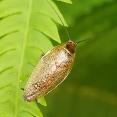 Dusky Cockroach thumbnail 4