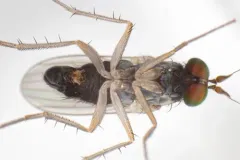 Gymnopternus opacus thumbnail 4