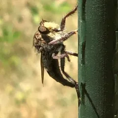 False Bee-Killer thumbnail 1