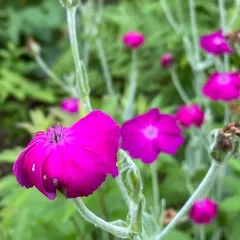 Rose campion thumbnail 3