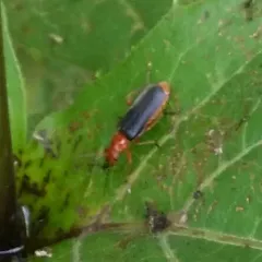Tomentous Soldier Beetle thumbnail 4