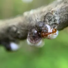 European fire ant thumbnail 1