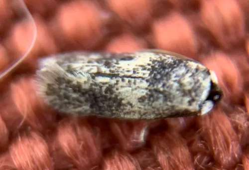 American Chestnut Moth