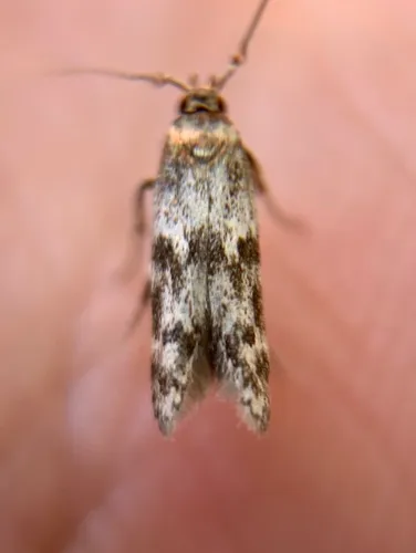 Asaphocrita aphidiella