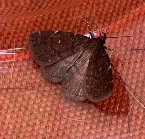 Julia's Idia Moth