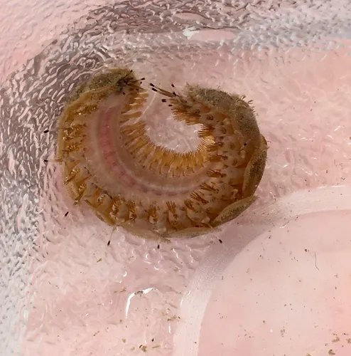 Twelve-scaled Worm