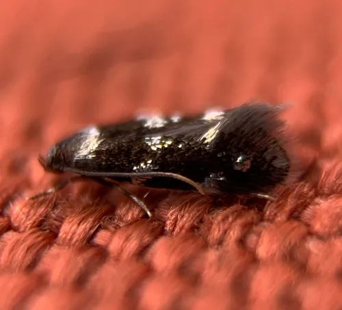 Elachista madarella